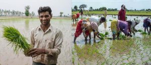 भीषण लू का अलर्ट! किसानों के लिए जारी हुई महत्वपूर्ण सलाह, फसल-पशु बचाओ