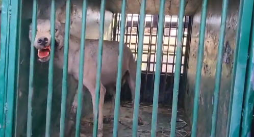 बकरी को शिकार बनाने वाला लंगड़ा भेड़िया डीएफओ को चकमा देकर भागा