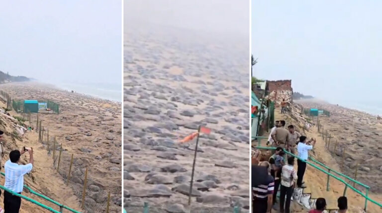 ओडिशा में ओलिव रिडले कछुओं का प्रजनन कार्य जोरों पर, लाखों कछुए पहुंचे तटों पर
