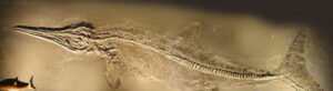 Fossil of 80-foot-long marine predator Ichthyotitan found in Britain