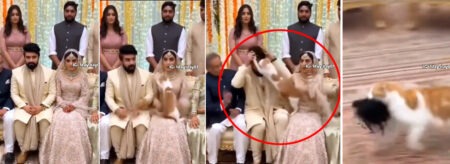 The cat took off the groom's wig and ran away, people said the bride was saved!