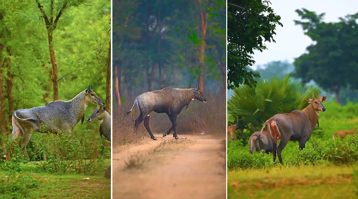 Is Asia's largest antelope actually not a deer at all, but rather a warrior-like creature resembling a "giant cow"?