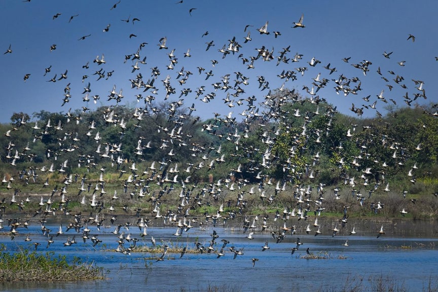 Chhattisgarh gets its first Ramsar site! Kopra Reservoir in Bilaspur becomes a global star, a favorite destination for migratory birds!