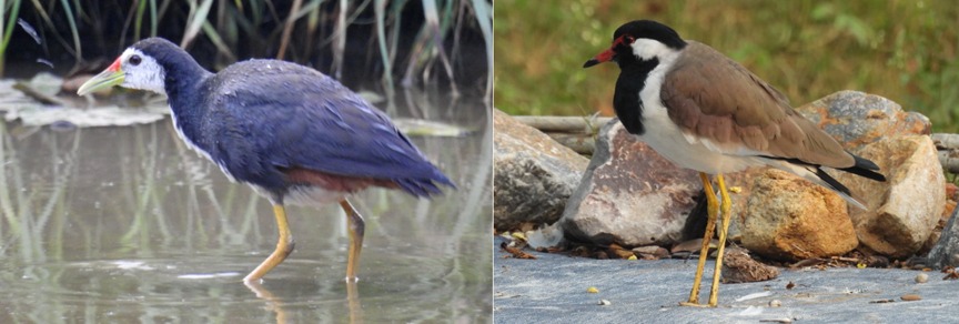 Chhattisgarh gets its first Ramsar site! Kopra Reservoir in Bilaspur becomes a global star, a favorite destination for migratory birds!