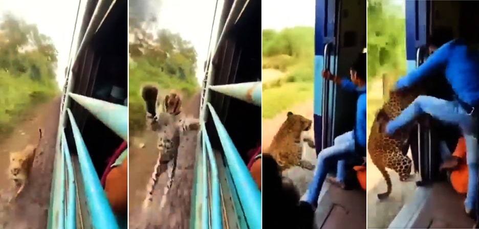 Leopard "attacks" moving train: Attempts to drag young man down from the door!
