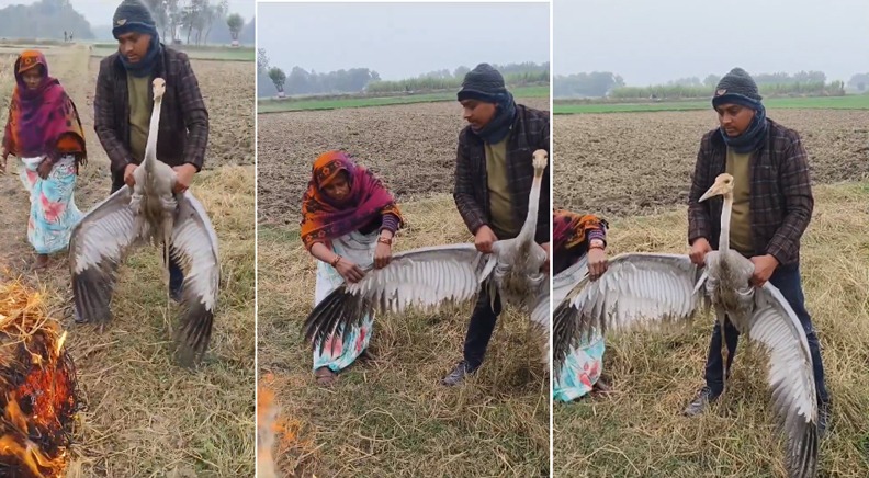 Crane trapped in a cold evening: Rural family lights a fire to dry its wings, video touches millions of hearts.