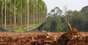 Kaushambi's green scam exposed: 2 crore saplings dried up, officials face a barrage of allegations, who will bear the loss of 50,000 crore rupees?