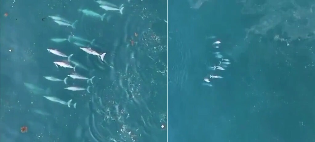 An amazing group of 75 dolphins spotted together off the Sindhudurg coast of Maharashtra!