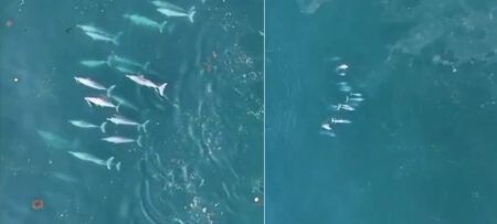 An amazing group of 75 dolphins spotted together off the Sindhudurg coast of Maharashtra!
