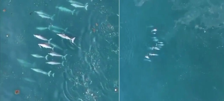 An amazing group of 75 dolphins spotted together off the Sindhudurg coast of Maharashtra!