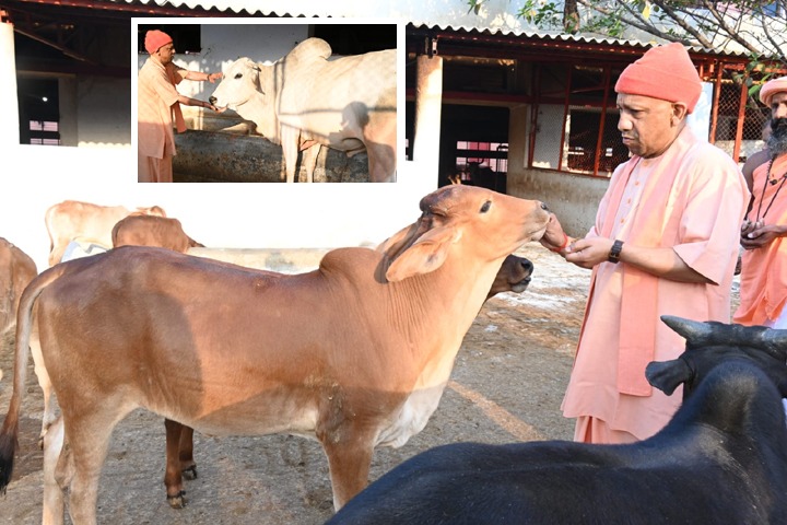 CM Yogi immersed himself in cow service: called by name, cleaned the dust with his hands, fed jaggery and bread!