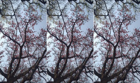 चैत्र का राजसी ठाठ If only every home had a Semal tree standing before it— Offering, once again, beautiful reasons to be captivated by nature.