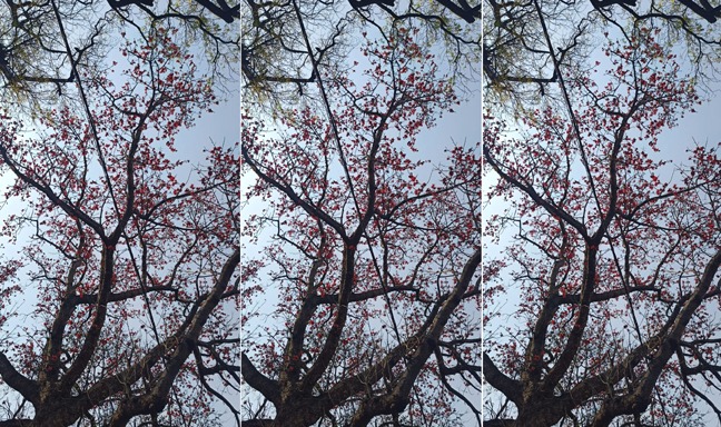 चैत्र का राजसी ठाठ If only every home had a Semal tree standing before it— Offering, once again, beautiful reasons to be captivated by nature.