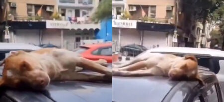 Running 24 Kilometers to Wait by the Car! A Street Dog Taught Us: Learn True Love and Loyalty Not from Humans, But from Dogs!