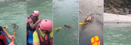 Miracle of the Ganga in Rishikesh! Rafting guide saves drowning monkey, video goes viral!