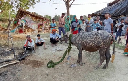 Buffalo Left in This State by Fire: A Heart-Wrenching Blaze in Malihabad