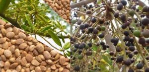 Chironji: The Secret Ingredient of Sweets and an Ancient Treasure of Ayurveda!