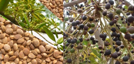 चिरौंजी: मिठाइयों का सीक्रेट इंग्रीडिएंट और आयुर्वेद का प्राचीन खजाना! Chironji: The Secret Ingredient of Sweets and an Ancient Treasure of Ayurveda!