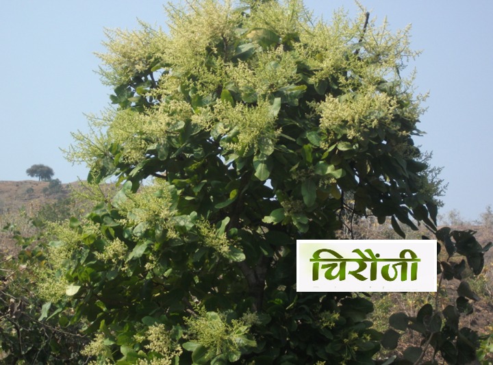 Chironji: The Secret Ingredient of Sweets and an Ancient Treasure of Ayurveda!