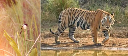 Nature's unparalleled treasure trove in the Govardhana Forest Range of the Valmiki Tiger Reserve.