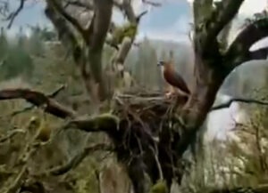 Why does the hawk place tobacco leaves in its nest? Nature's unique insecticide!