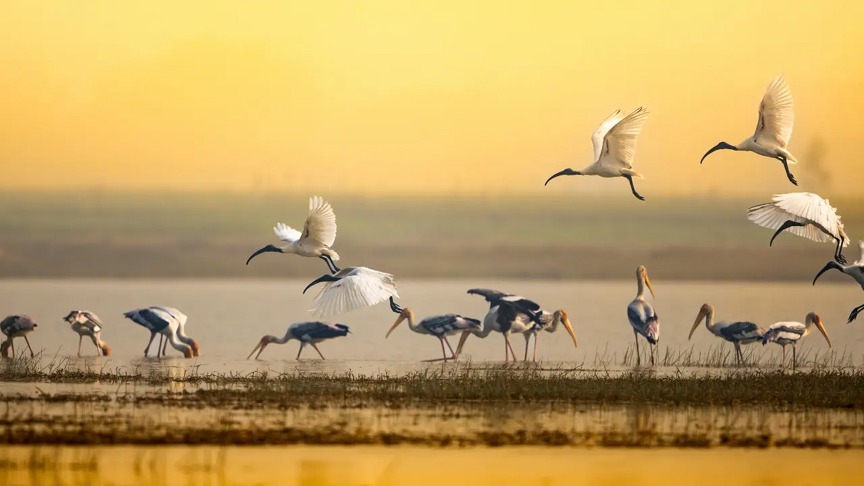 A Paradise for Birds: Shekha Lake Has Now Become a Ramsar Site!