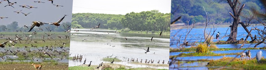 A Paradise for Birds: Shekha Lake Has Now Become a Ramsar Site!