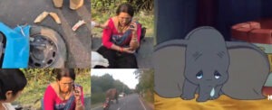 On Khatima Road in Uttarakhand, a female teacher riding her Activa crashed directly into an elephant.