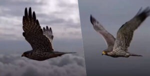 A Flight of Courage