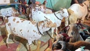 Eid-e-Qurban: Not bloodshed, but a message of dedication and sacrifice.