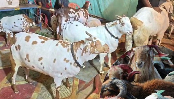 ईद-ए-कुर्बान: खून नहीं, बल्कि समर्पण और त्याग का पैगाम Eid-e-Qurban: Not bloodshed, but a message of dedication and sacrifice.