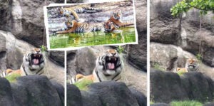Tigers enjoy water sports in UP! Pilibhit Tiger Reserve feels like a mini-Goa.