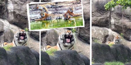 Tigers enjoy water sports in UP! Pilibhit Tiger Reserve feels like a mini-Goa.