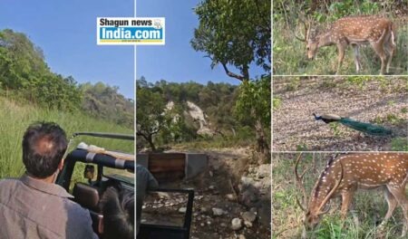 Haridwar's Rajaji National Park: Here, the jungle itself will tell you its stories!