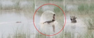 Crocodile terror in Bahraich: 12-year-old Sunil dragged alive into the Ghaghara River; uncle's brave rescue attempt proves futile.