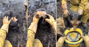 Humanity and a mother's love: Mother saves child in burning forest; firefighters' emotional rescue.