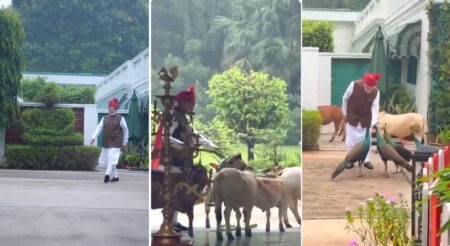 Fed grain to a peacock, gave fodder to a cow... PM Modi shared a video ahead of the Red Fort event.