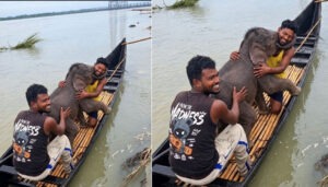 Three-day-old baby elephant swept away by the waves; mother left writhing in distress on the shore; emotional reunion follows rescue.