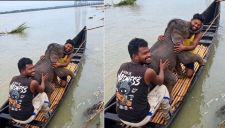 Three-day-old baby elephant swept away by the waves; mother left writhing in distress on the shore; emotional reunion follows rescue.